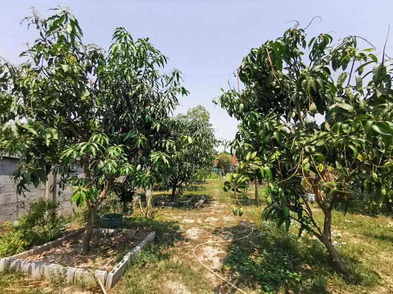 H2SS-218 บ้านเรือนไทย ต.บุ่งแก้ว อ.โนนสะอาด จ.อุดรธานี : Bung Kaeo Subdistrict, Non Sa-at District, อุดรธานี, บุ่งแก้ว, โนนสะอาด, อุดรธานี, 500 ตร.ม., บ้านเดี่ยว ขาย, โดย Kulaya Thanapura, 10025640 - DDproperty.com