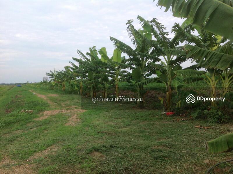 ที่ดินติดถนนเลียบคลอง14ฝั่งตะวันออก องครักษ์ นครนายก, นครนายก, 6901 รังสิต-นครนายก, บางปลากด, องครักษ์, นครนายก, 1,600 ตร.ม., ที่ดิน ขาย, โดย ศุภลักษณ์ ศรีรัตนธรรม, 10035834 - DDproperty.com