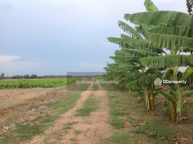 ที่ดินติดถนนเลียบคลอง14ฝั่งตะวันออก องครักษ์ นครนายก, Nakhon Nayok, 6901 รังสิต-นครนายก, Bang Pla Kot, Ongkharak, Nakhon Nayok, , 1,600 sqm, Land For Sale, by ศุภลักษณ์ ศรีรัตนธรรม, 10035834 - DDproperty.com