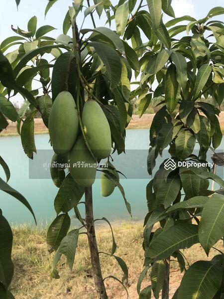 ที่ดินติดถนนเลียบคลอง14ฝั่งตะวันออก องครักษ์ นครนายก, นครนายก, 6901 รังสิต-นครนายก, บางปลากด, องครักษ์, นครนายก, 1,600 ตร.ม., ที่ดิน ขาย, โดย ศุภลักษณ์ ศรีรัตนธรรม, 10035834 - DDproperty.com