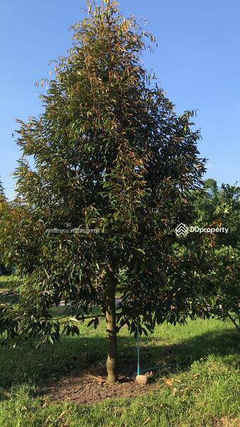 ที่ดินแปลงสวยติดถนนติดคลองส่งนำ้, Nakhon Nayok, 2 ถนนเลียบคลองชลประทาน, Hin Tung, Muang Nakhon Nayok, Nakhon Nayok, , 1,200 sqm, Land For Sale, by ศุภลักษณ์ ศรีรัตนธรรม, 10090918 - DDproperty.com