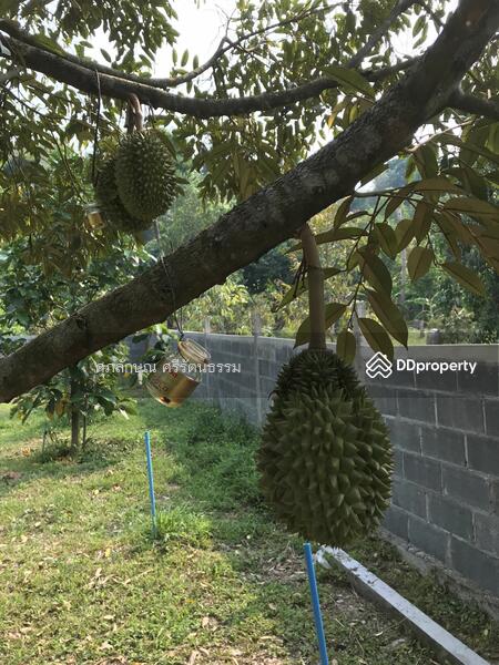 ที่ดินแปลงสวยติดถนนติดคลองส่งนำ้, นครนายก, 2 ถนนเลียบคลองชลประทาน, หินตั้ง, เมืองนครนายก, นครนายก, 1,200 ตร.ม., ที่ดิน ขาย, โดย ศุภลักษณ์ ศรีรัตนธรรม, 10090918 - DDproperty.com