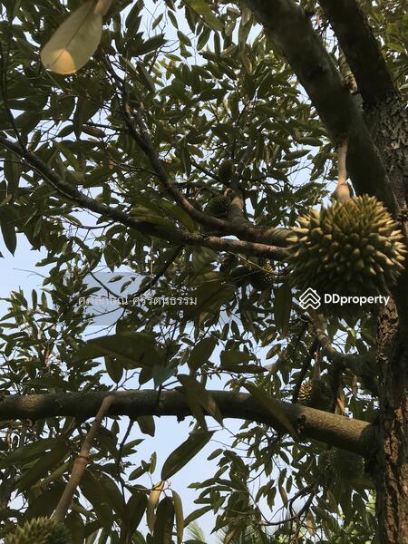 ที่ดินแปลงสวยติดถนนติดคลองส่งนำ้, นครนายก, 2 ถนนเลียบคลองชลประทาน, หินตั้ง, เมืองนครนายก, นครนายก, 1,200 ตร.ม., ที่ดิน ขาย, โดย ศุภลักษณ์ ศรีรัตนธรรม, 10090918 - DDproperty.com