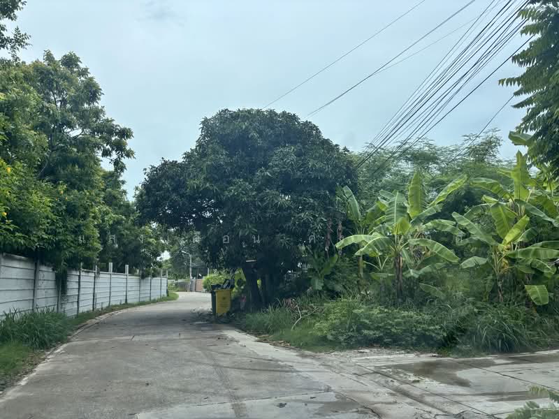 Land 84sq.wah for sale near highway police station Sukhumvit road chonburi, Chon Buri (Pattaya), 84 เทศบาลพัฒนา1, Mhueng, Muang Chon Buri, Chon Buri (Pattaya), , 336 sqm, Land For Sale, by แสงเดือน คงแนวดี, 10198281 - ปลูกมะม่วง กล้วย ลำใย มะกรูด ติดถนนซอย - DDproperty.com