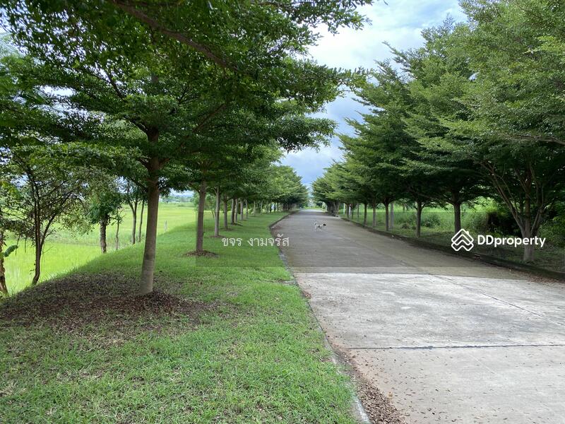 กรีนวิว-สีคิ้ว ที่ดินในเมืองวิวนาสวยมาก, Nakhon Ratchasima, ชุมค้า, Si Khiu, Sikhiu, Nakhon Ratchasima, , 468 sqm, Land For Sale, by ขจร งามจรัส, 10226575 - DDproperty.com