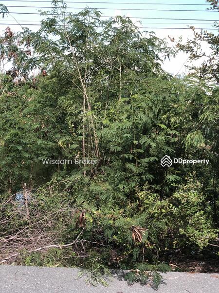 For Sale - ตำบลบางขาม อำเภอบ้านหมี่ ลพบุรี, Lop Buri
