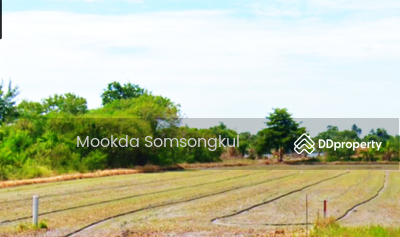 ขาย - ที่ดิน ต.คลองโยง อ.พุทธมนฑล นครปฐม, นครปฐม