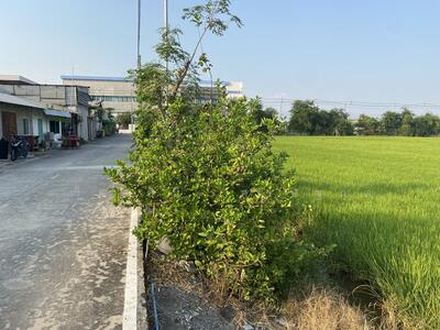 ขาย - ที่ดิน 34 ไร่ บางนา กม.23 วัดบัวโรย สีม่วง, สมุทรปราการ