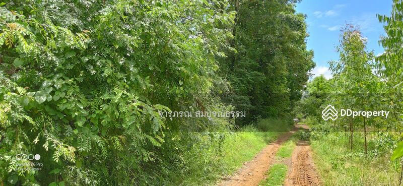 ถนนทางเข้าบริเวณหน้าที่ดิน