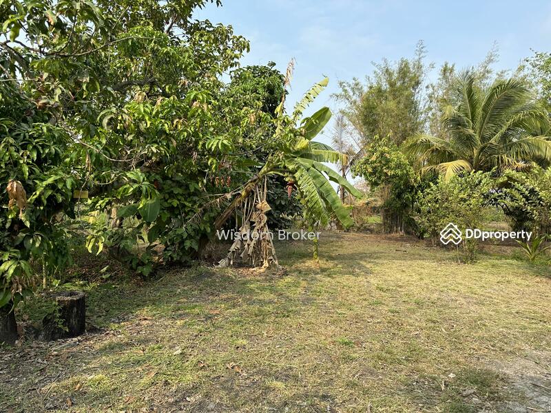 ขาย - ที่ดินแปลงเกษตรสวนผลไม้ผสม, สระบุรี