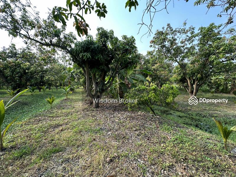 For Sale - ที่ดินแปลงเกษตรสวนผลไม้ผสม, Saraburi