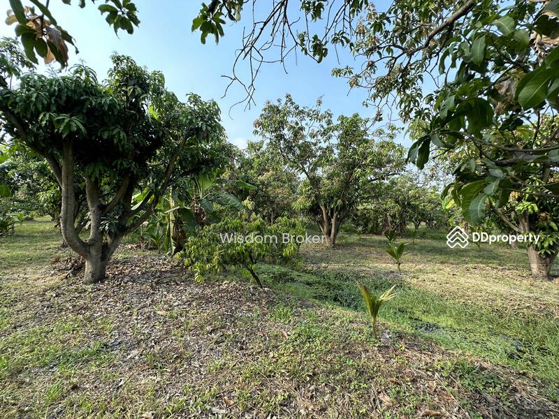 ขาย - ที่ดินแปลงเกษตรสวนผลไม้ผสม, สระบุรี