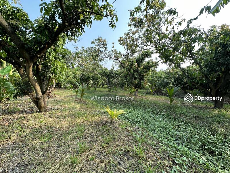 For Sale - ที่ดินแปลงเกษตรสวนผลไม้ผสม, Saraburi