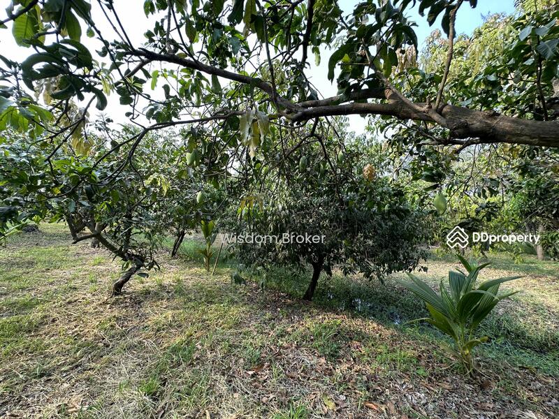 ขาย - ที่ดินแปลงเกษตรสวนผลไม้ผสม, สระบุรี