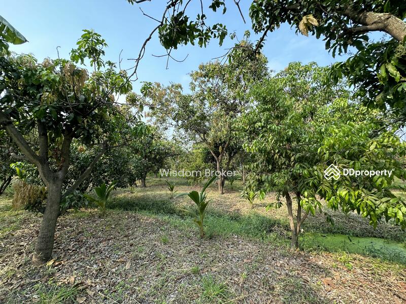 For Sale - ที่ดินแปลงเกษตรสวนผลไม้ผสม, Saraburi