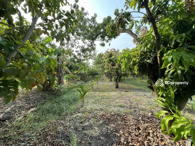 ขาย - ที่ดินแปลงเกษตรสวนผลไม้ผสม, สระบุรี