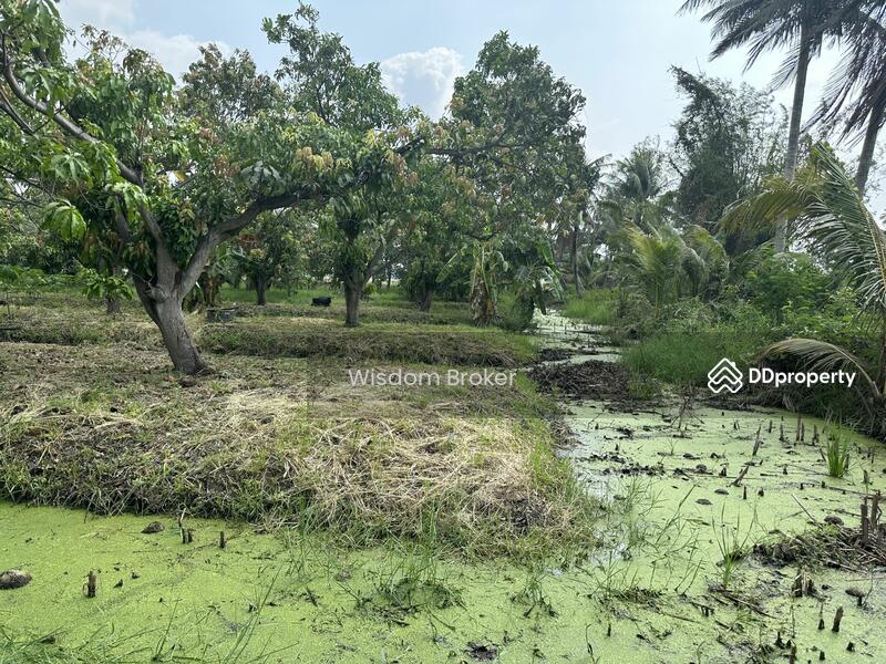 ขาย - ที่ดินแปลงเกษตรสวนผลไม้ผสม, สระบุรี