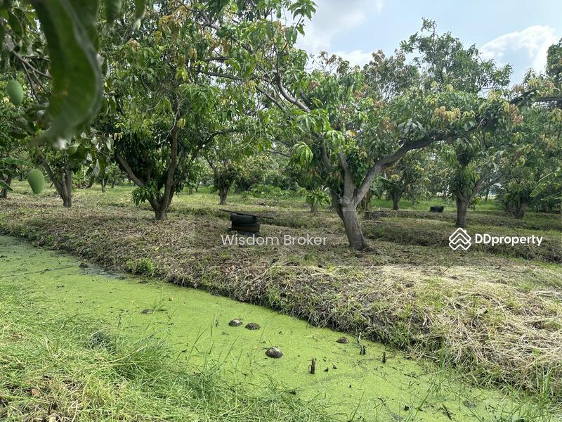 For Sale - ที่ดินแปลงเกษตรสวนผลไม้ผสม, Saraburi