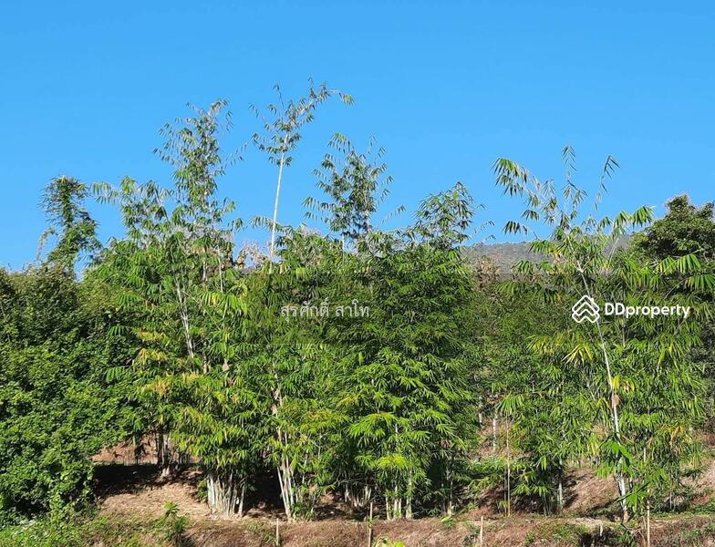 For Sale - Gardaen home 10-2-25 Rais Planting Longan,Bamboo trees, beautiful flower and water fall Sale 8.5 MB, Chiang Mai
