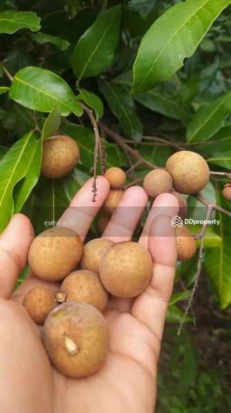 For Sale - Gardaen home 10-2-25 Rais Planting Longan,Bamboo trees, beautiful flower and water fall Sale 8.5 MB, Chiang Mai
