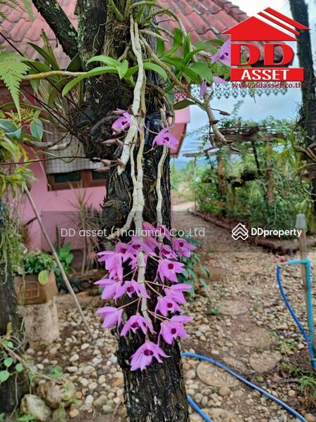 ขาย - อำเภอฝาง​ จ.เชียงใหม่​, เชียงใหม่