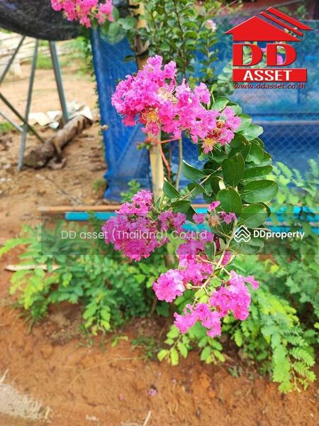 ขาย - อำเภอฝาง​ จ.เชียงใหม่​, เชียงใหม่