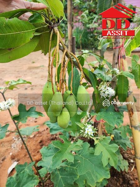 ขาย - อำเภอฝาง​ จ.เชียงใหม่​, เชียงใหม่