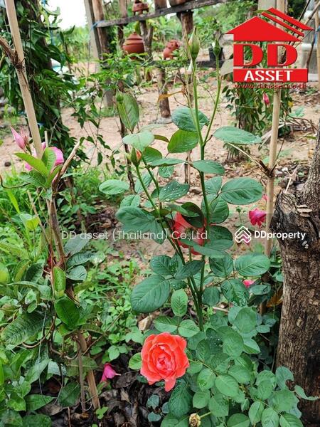 ขาย - อำเภอฝาง​ จ.เชียงใหม่​, เชียงใหม่