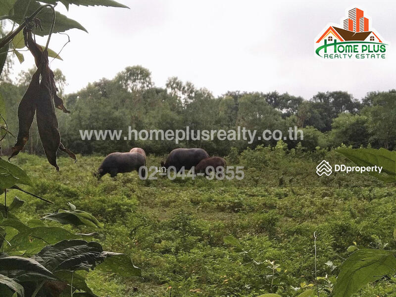 ที่ดินตำบลหนองนาคำ อำเภอเมืองอุดรธานี (บ้านสวนตาลคู่), Udon Thani, Nong Na Kham, Muang Udon Thani, Udon Thani, , 19,152 sqm, Land For Sale, by นก, 10532994 - DDproperty.com