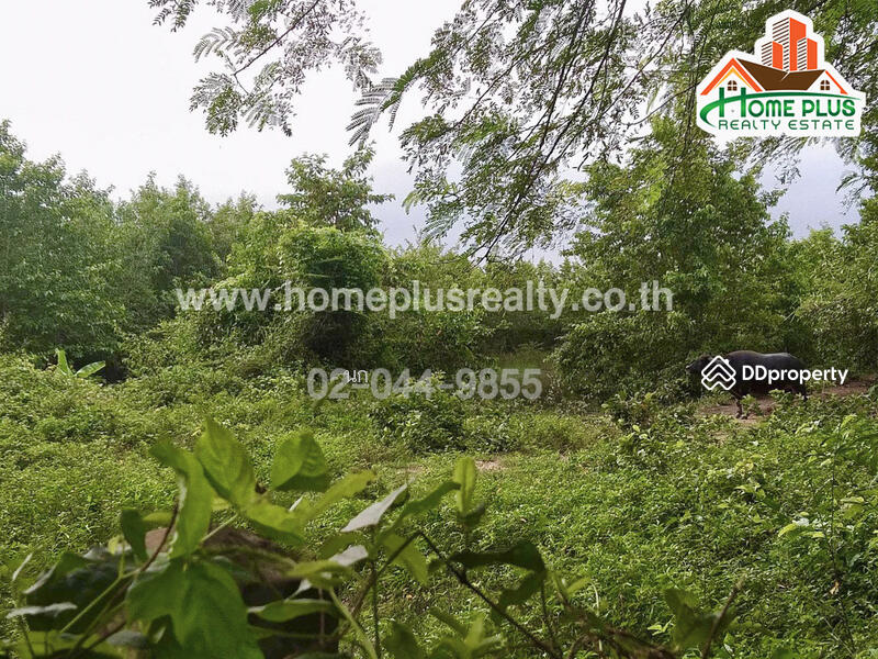 ที่ดินตำบลหนองนาคำ อำเภอเมืองอุดรธานี (บ้านสวนตาลคู่), Udon Thani, Nong Na Kham, Muang Udon Thani, Udon Thani, , 19,152 sqm, Land For Sale, by นก, 10532994 - DDproperty.com