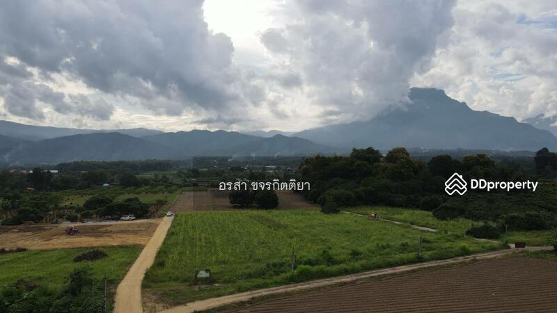 ขาย - เชียงดาว, เชียงใหม่