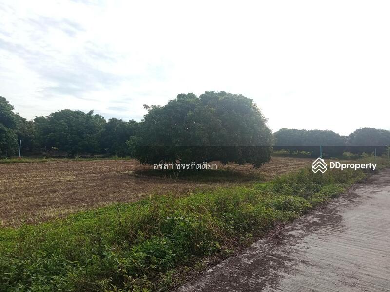 For Sale - Land For Sale Doi Luang Chiangdao View, Chiang Mai