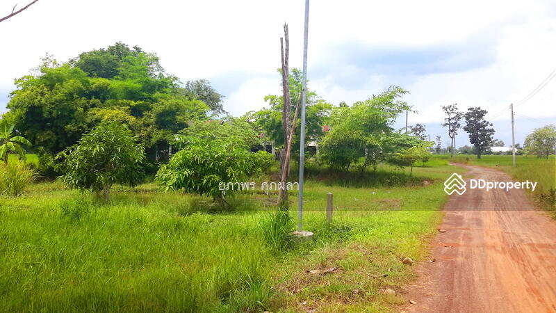 ขาย - ขายที่นา ใกล้ ม.อุบลราชธานี จังหวัดอุบลราชธานี, อุบลราชธานี