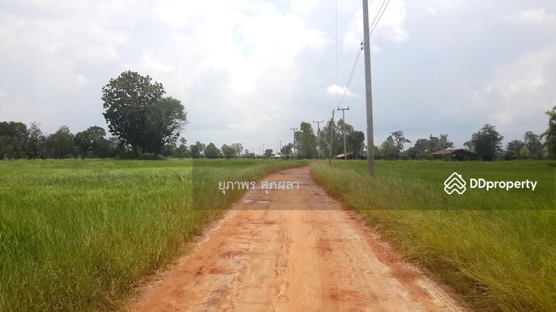 ขาย - ขายที่นา ใกล้ ม.อุบลราชธานี จังหวัดอุบลราชธานี, อุบลราชธานี