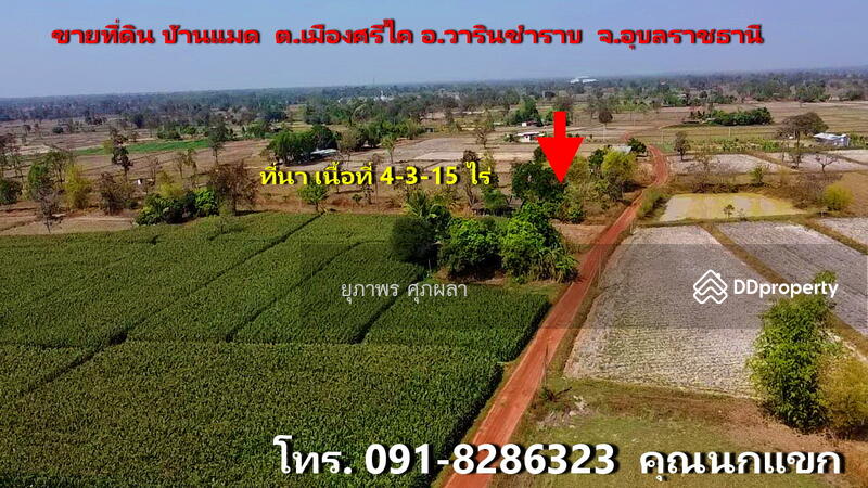 ขาย - ขายที่นา ใกล้ ม.อุบลราชธานี จังหวัดอุบลราชธานี, อุบลราชธานี