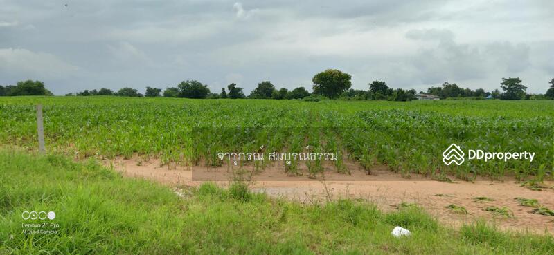 ให้เช่าปลูกข้าวโพด