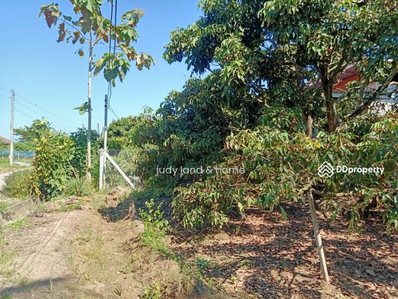 โซนสันป่าตอง บ้านม่วงพี่น้อง, Chiang Mai, Ma Khun Wan, San Pa Tong, Chiang Mai, , 1,428 sqm, Land For Sale, by Armon Yuenyong, 10705569 - DDproperty.com