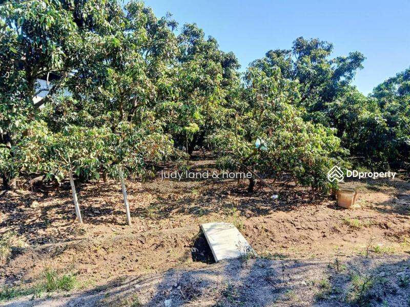 โซนสันป่าตอง บ้านม่วงพี่น้อง, Chiang Mai, Ma Khun Wan, San Pa Tong, Chiang Mai, , 1,428 sqm, Land For Sale, by Armon Yuenyong, 10705569 - DDproperty.com