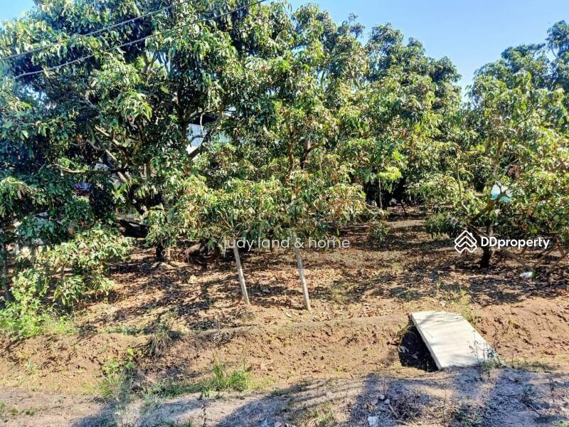 โซนสันป่าตอง บ้านม่วงพี่น้อง, Chiang Mai, Ma Khun Wan, San Pa Tong, Chiang Mai, , 1,428 sqm, Land For Sale, by Armon Yuenyong, 10705569 - DDproperty.com