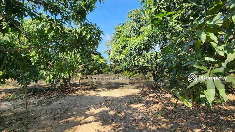 ขายที่ดิน 2 ไร่ 3 งาน 64 ตารางวา ปากน้ำปราณ ห่างทะเลประมาณ 2 กม ทำเลใกล้ตลาดใกล้แหล่งท่องเที่ยว, Prachuap Khiri Khan, Pak Nam Pran, Pran Buri, Prachuap Khiri Khan, , 4,656 sqm, Land For Sale, by Shusiri Suanphaisirikul, 10715704 - DDproperty.com