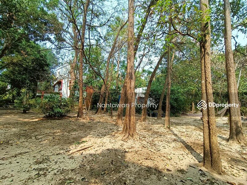 A rare unique house with lots of TREEs in Jed Yod area, Chiang Mai, Chiang Mai, Chang Phuak, Muang Chiang Mai, Chiang Mai, 4 Bedrooms, 200 sqm, Single Detached House For Sale, by Nantawan Rattanapong, 10752885 - DDproperty.com