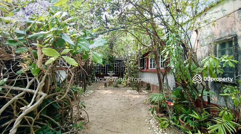 A rare unique house with lots of TREEs in Jed Yod area, Chiang Mai, Chiang Mai, Chang Phuak, Muang Chiang Mai, Chiang Mai, 4 Bedrooms, 200 sqm, Single Detached House For Sale, by Nantawan Rattanapong, 10752885 - DDproperty.com