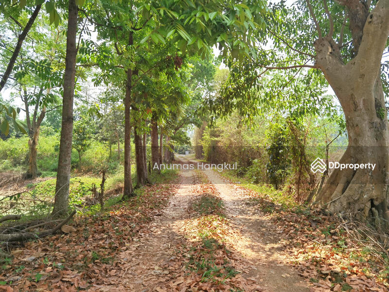 ขาย ที่ดิน 4 แปลง อ.สอยดาว จ.จันทบุรี, Chanthaburi, Sai Khao, Soydow, Chanthaburi, , 194,620 sqm, Land For Sale, by Anumas Hangkul, 10768932 - DDproperty.com