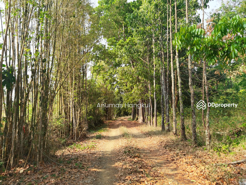 ขาย ที่ดิน 4 แปลง อ.สอยดาว จ.จันทบุรี, Chanthaburi, Sai Khao, Soydow, Chanthaburi, , 194,620 sqm, Land For Sale, by Anumas Hangkul, 10768932 - DDproperty.com