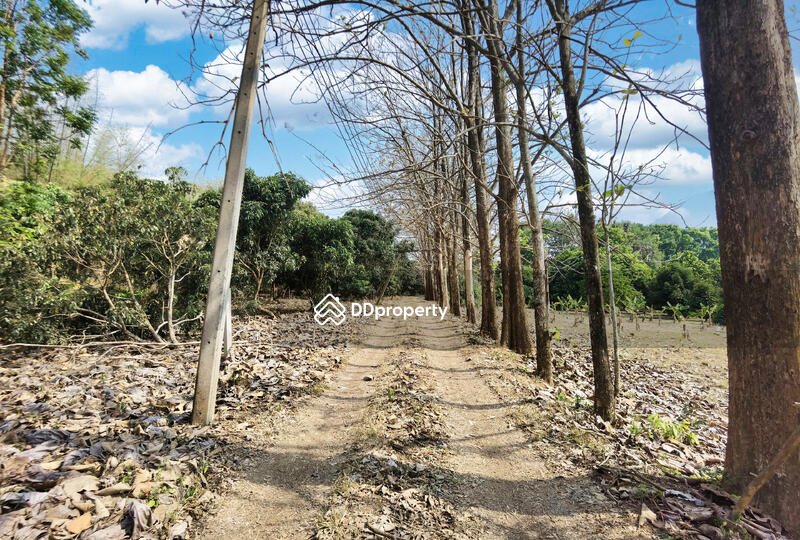 ขาย ที่ดิน 4 แปลง  อ.สอยดาว  จ.จันทบุรี, จันทบุรี, ทรายขาว, สอยดาว, จันทบุรี, 194,620 ตร.ม., ที่ดิน ขาย, โดย Anumas Hangkul, 10768932 - DDproperty.com