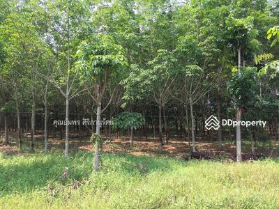 ขาย - ถนนทับช้าง-เทพนิมิตร ทางหลวง3448 ต.ทับช้าง อ.สอยดาว จ.จันทบุรี, จันทบุรี