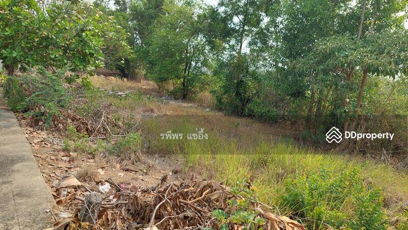 ขายที่ดินเปล่า หมู่บ้านเทพธารินทร์ คลอง 11 ปทุมธานี, ปทุมธานี, บึงน้ำรักษ์, ธัญบุรี, ปทุมธานี, 614 ตร.ม., ที่ดิน ขาย, โดย รพีพร แซ่อึ้ง, 10789287 - DDproperty.com
