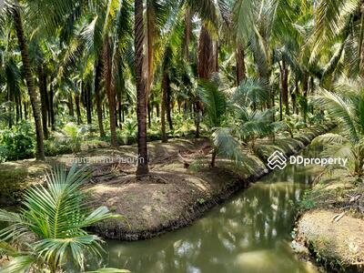 ขาย - สวนมะพร้าวดำเนินสะดวก, ราชบุรี