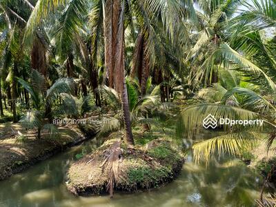 ขาย - สวนมะพร้าวดำเนินสะดวก, ราชบุรี