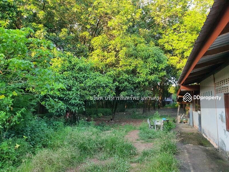 For Sale - Single house in Sriwilai, Boungkan 2-2-52 Rai, Bueng Kan